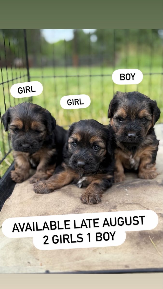 Morkie/ Mini Dachshund Puppies
