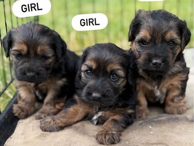 Morkie/ Mini Dachshund Puppies