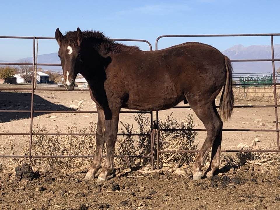 Fox Trotter 2025 colt- hypoallergenic