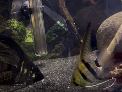 Breeding pair of freshwater angel fish!