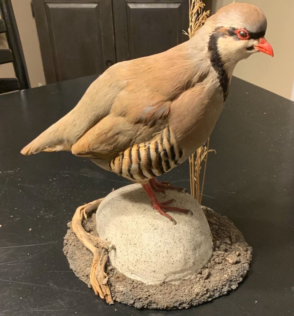 Chucker Partridge