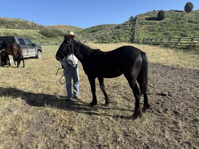 Yearling Gypsy cross Filly