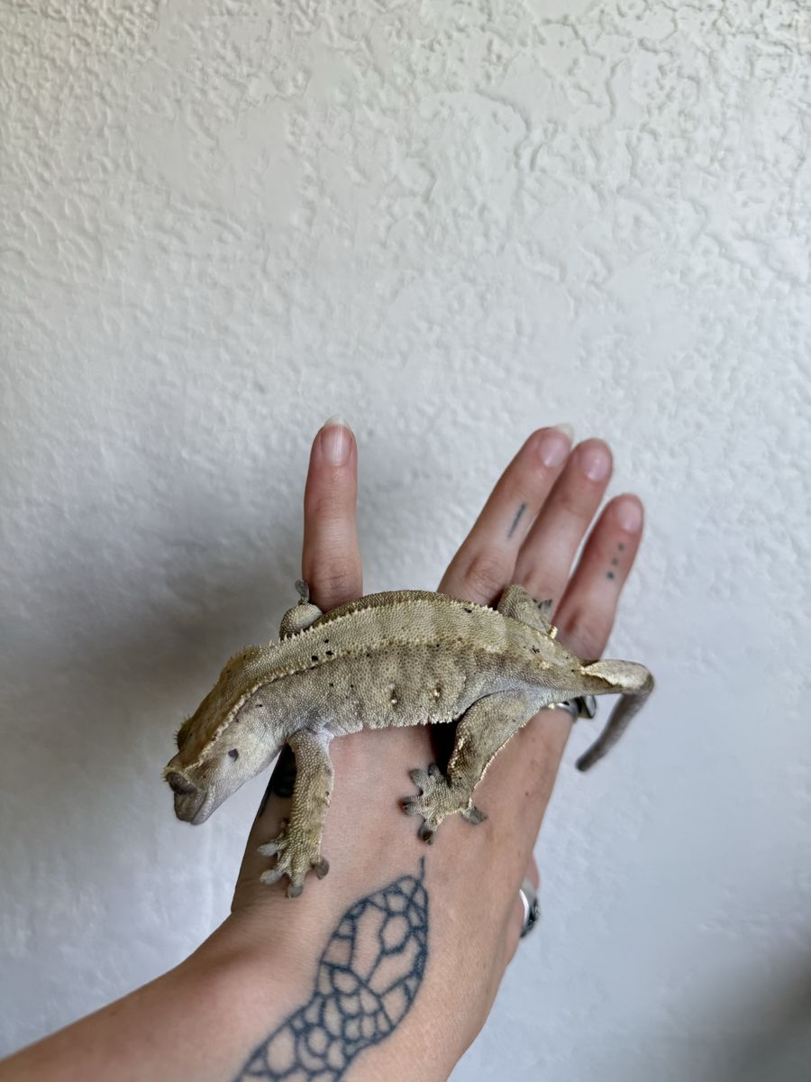 Gecko breeding trio