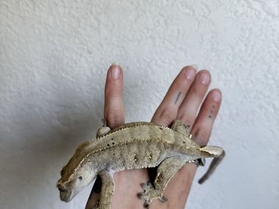 Gecko breeding trio