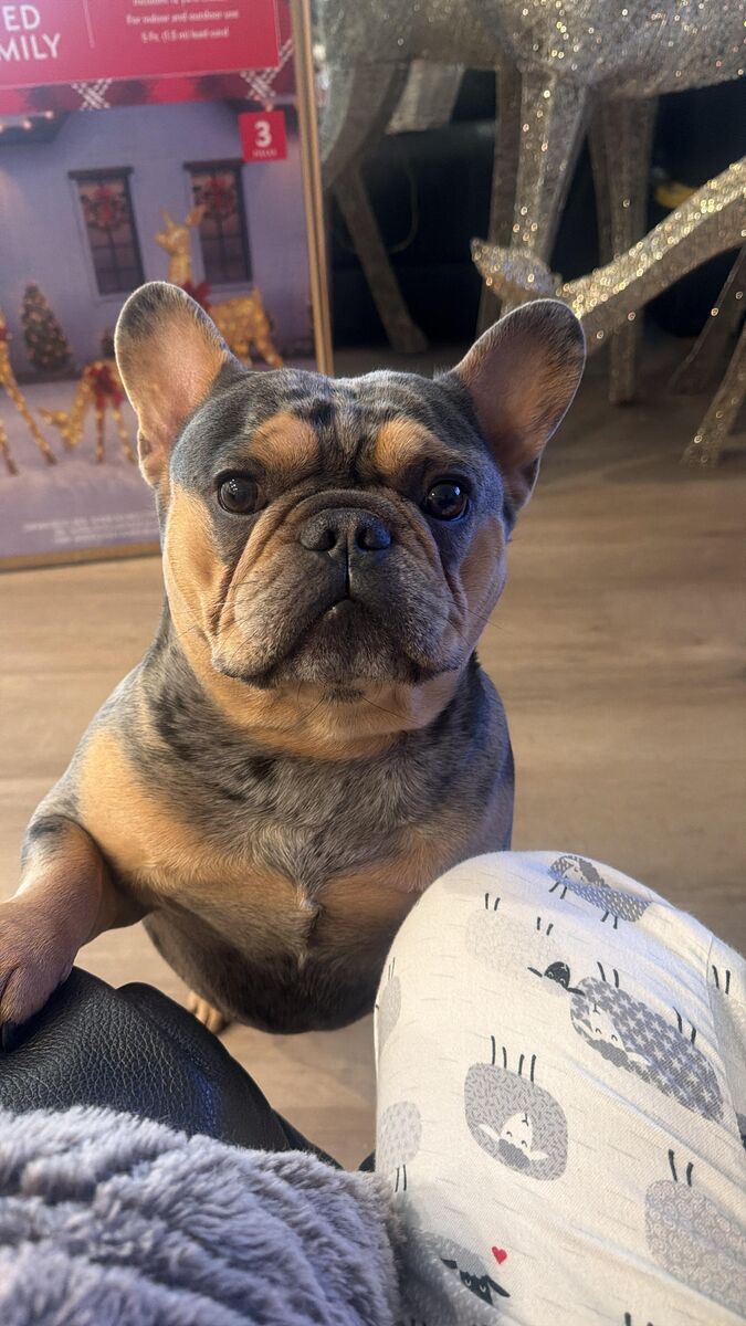 French Bulldog Stud Service Available - AKC