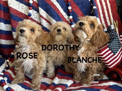 Adorable Mini Poochon/Bichoodle Puppies (Bichon Frise/Poodle) Hypoallergenic & Potty Pad Trained (only 2 left)