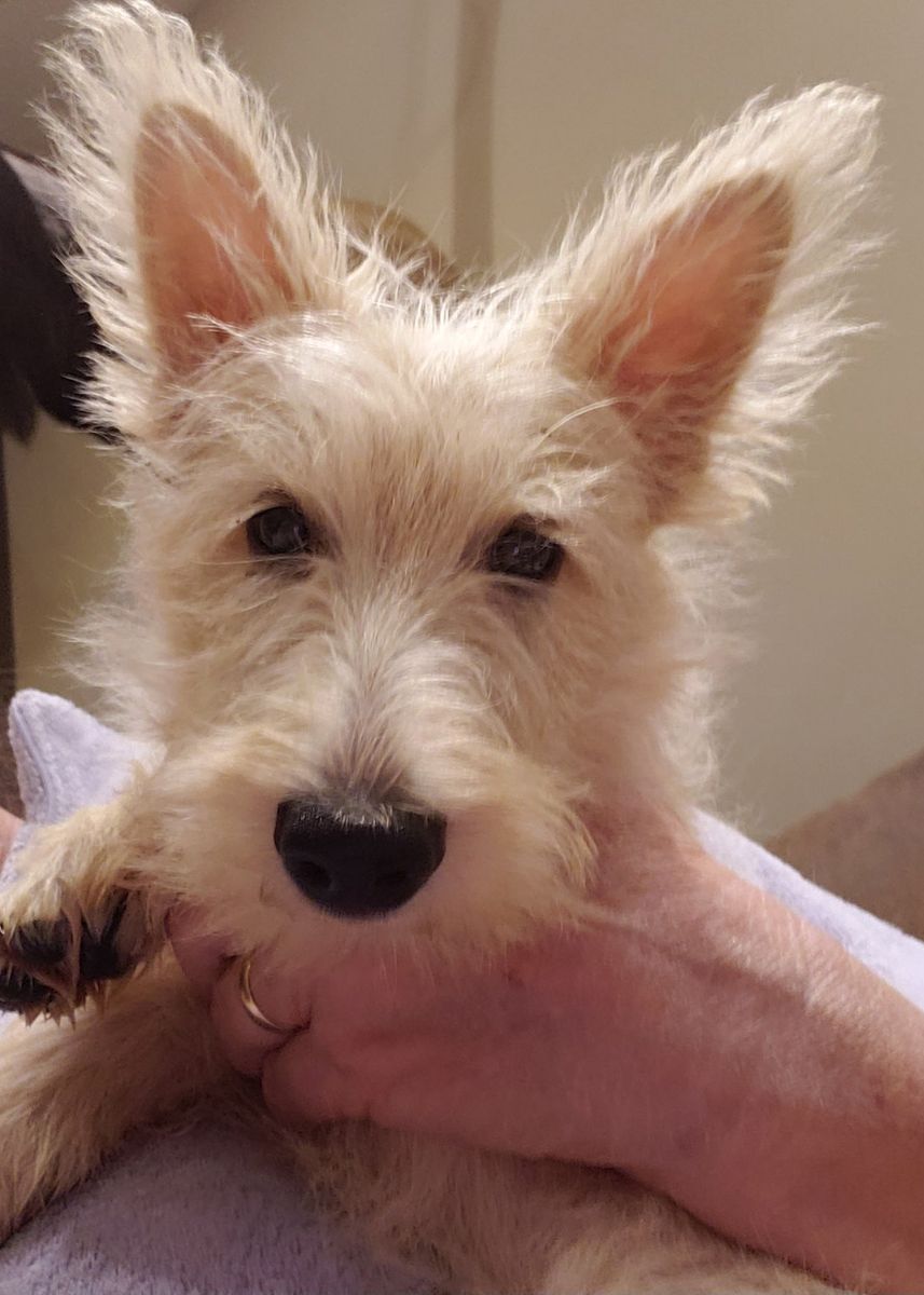 AKC Scottish Terriers