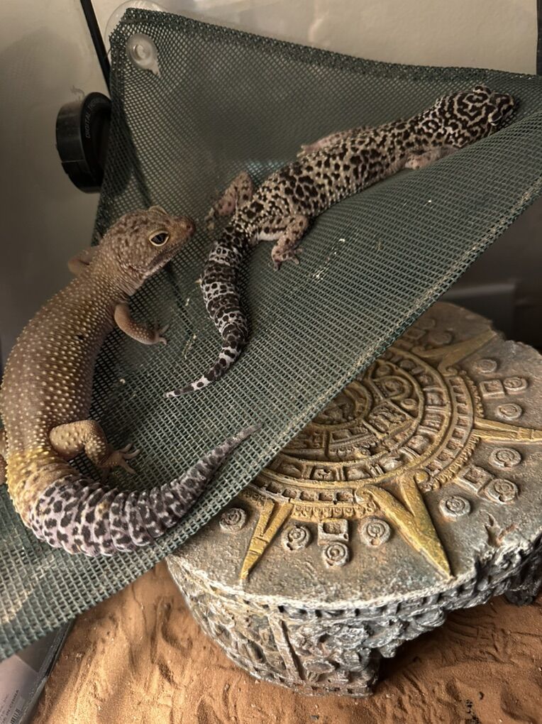 Leopard Geckos (everything Included)