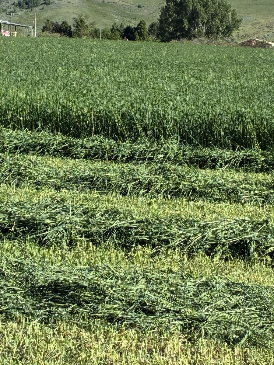 3-way forage