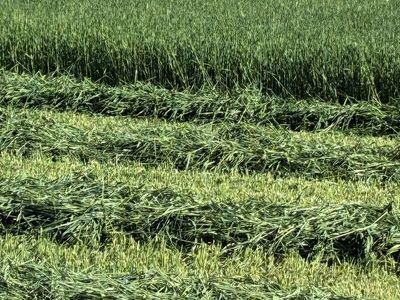 3-way forage