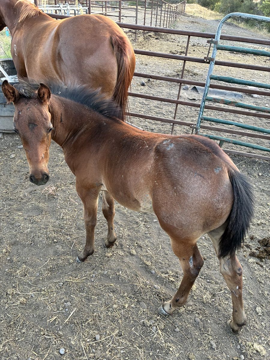 Aqha stud colt out of son of metallic malice