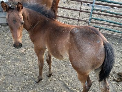 Aqha stud colt out of son of metallic malice