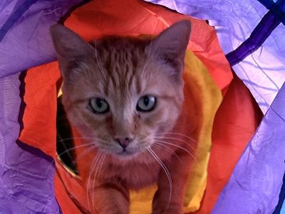 Hello my name is Sunday