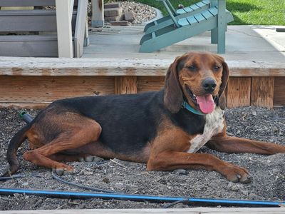Hound Mix