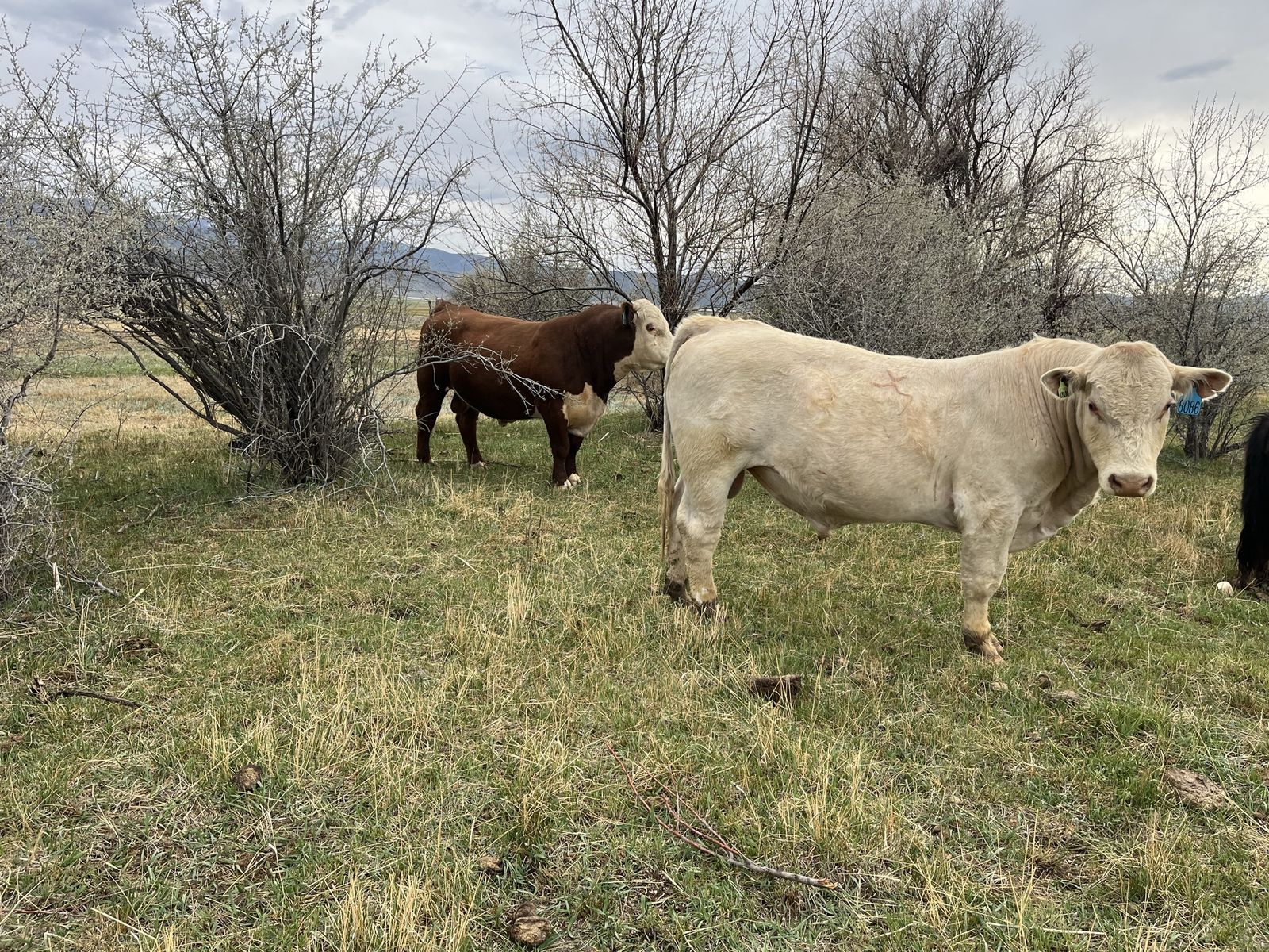 Registered Two Year-Old Bull