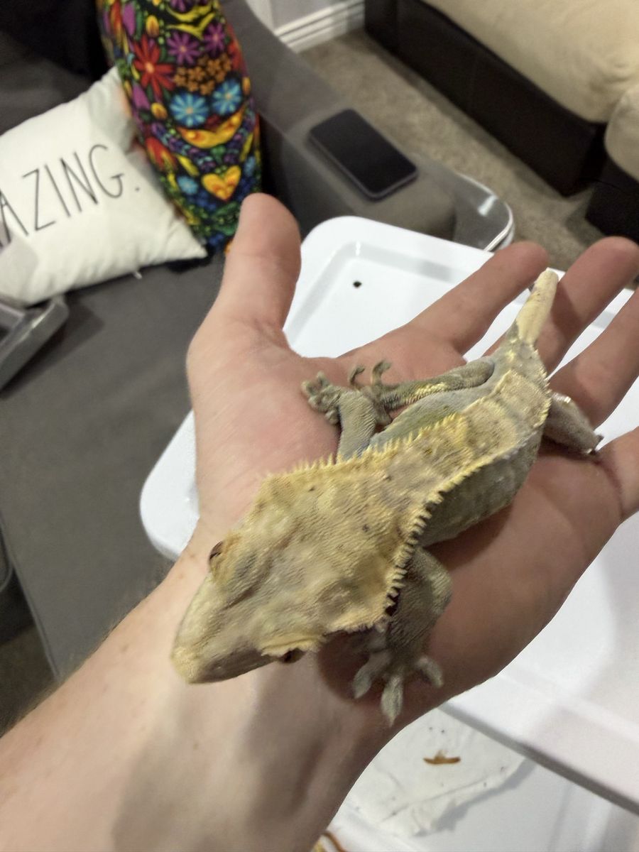 Female rtb Pinstripe crested gecko