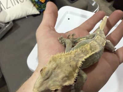 Female rtb Pinstripe crested gecko