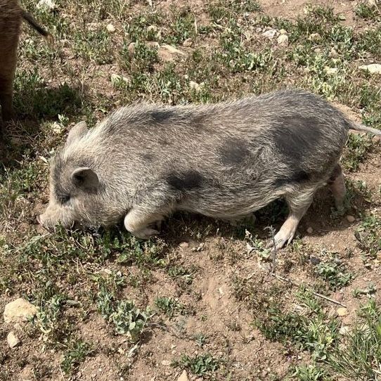 Adorable Juliana pig for Sale