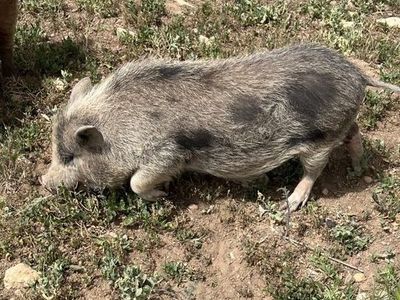 Adorable Juliana pig for Sale