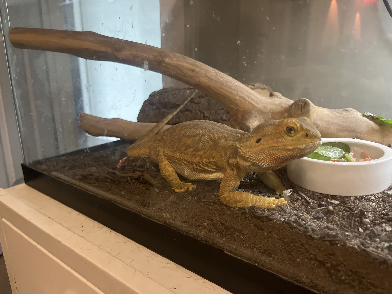 2 bearded dragons