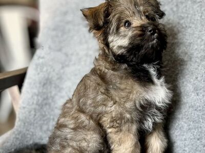 Puppies - Vaccinated