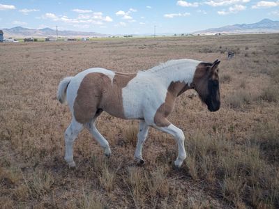 Draft Cross Grulla Colt