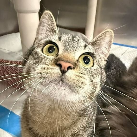 Hello my name is Zoodle