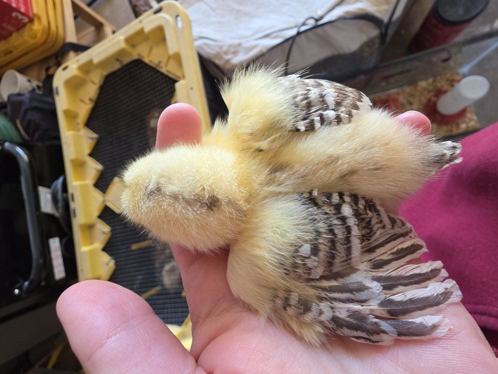 chicks!