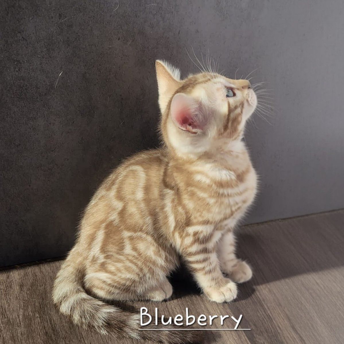 Darling Snow Mink TICA Bengal Kitten