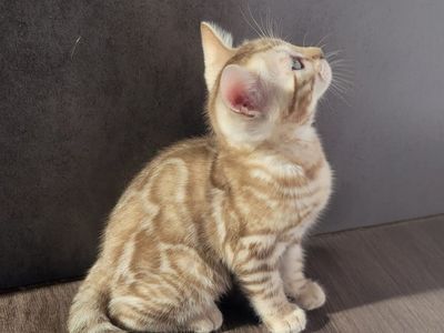 Darling Snow Mink TICA Bengal Kitten