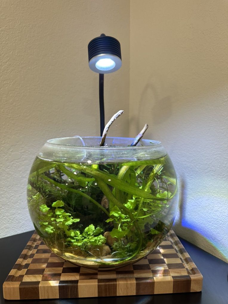Planted Bowl