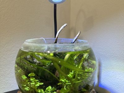 Planted Bowl