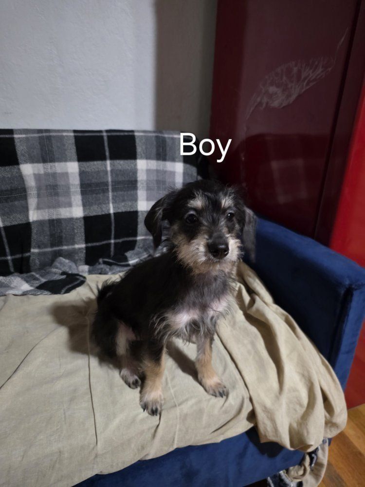 Chihuahua/Terrier mix