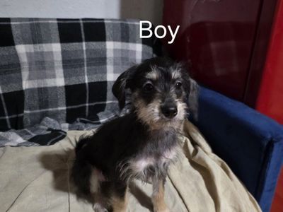 Chihuahua/Terrier mix