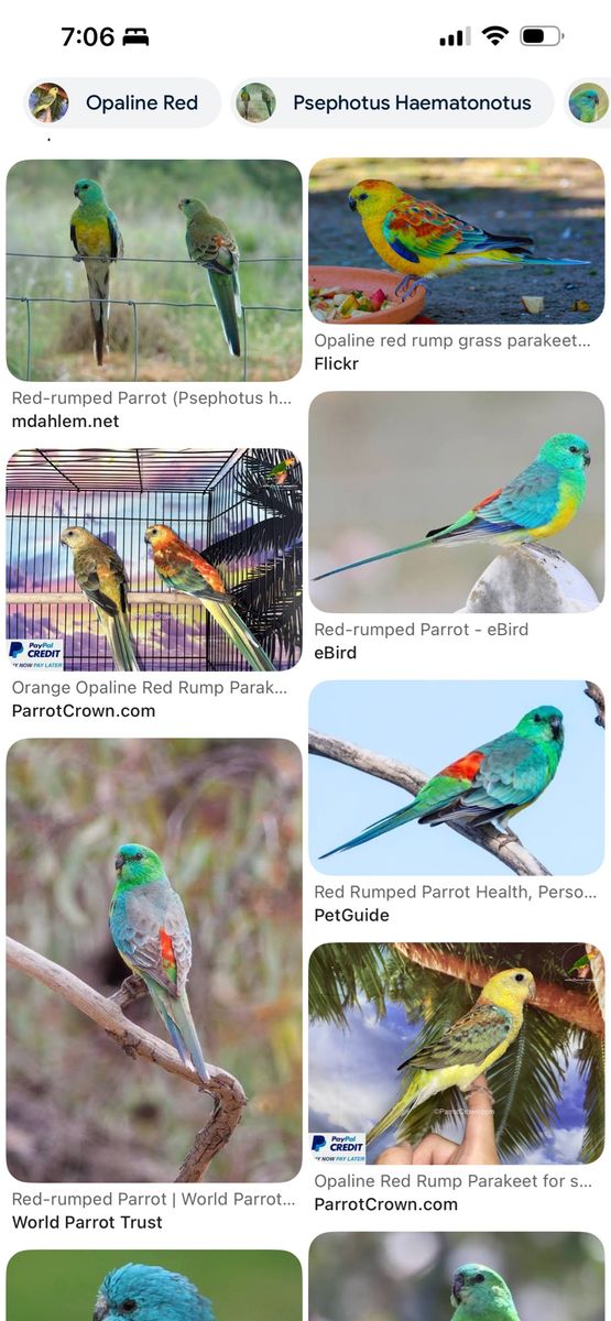 ISO Baby Redrump Grasskeets 