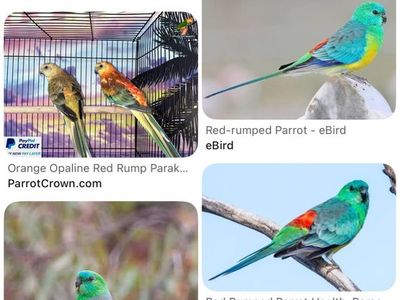 ISO Baby Redrump Grasskeets