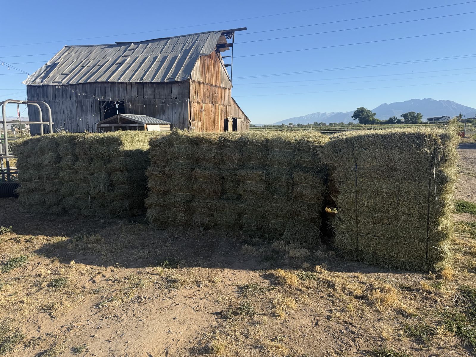 Mostly grass Hay Bales - Freshly Baled