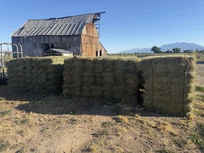 Mostly grass Hay Bales - Freshly Baled