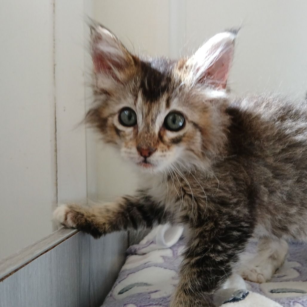 Hello my name is Oat Milk