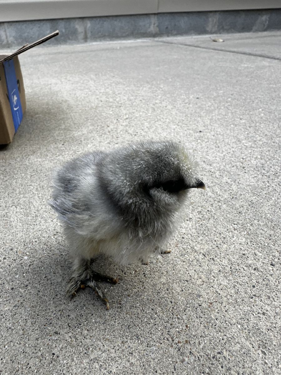 Chicks For Sale. Silkies, Easter Egger, Olive Egge