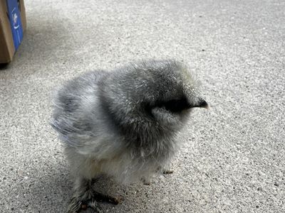 Chicks For Sale. Silkies, Easter Egger, Olive Egge