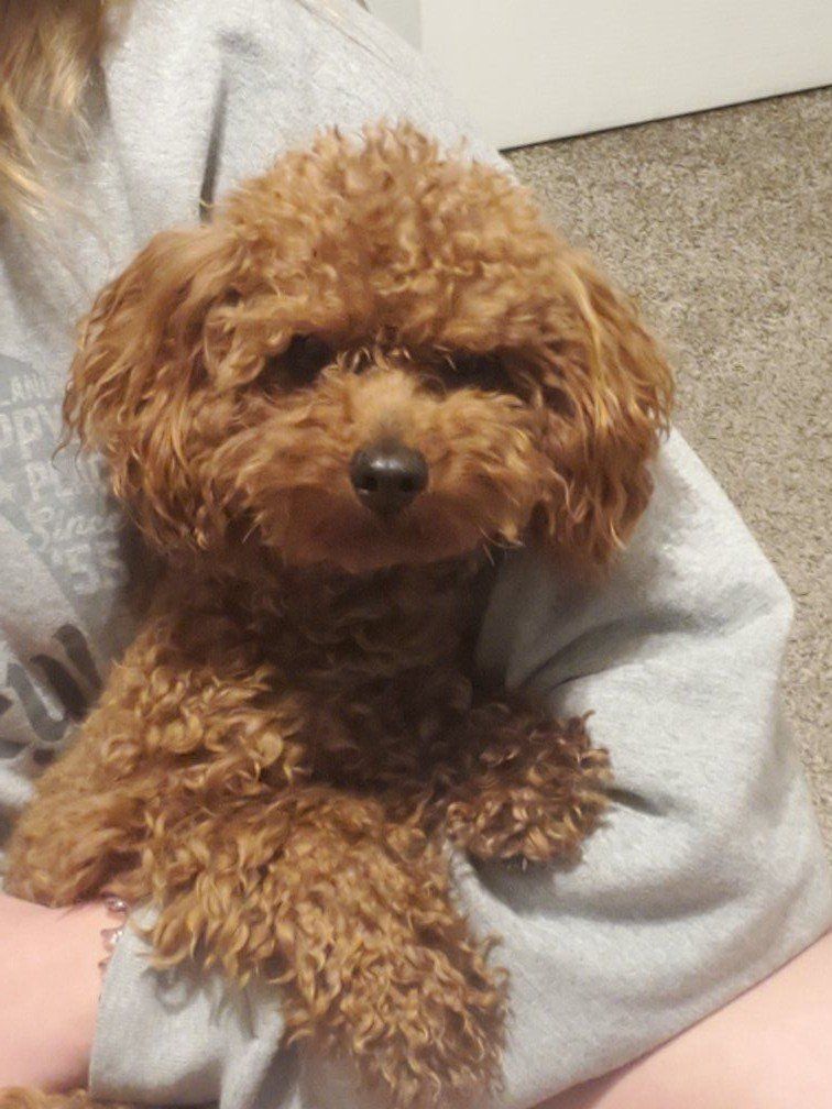 AKC Toy Poodle Stud