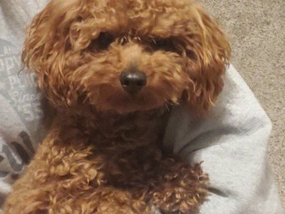 AKC Toy Poodle Stud