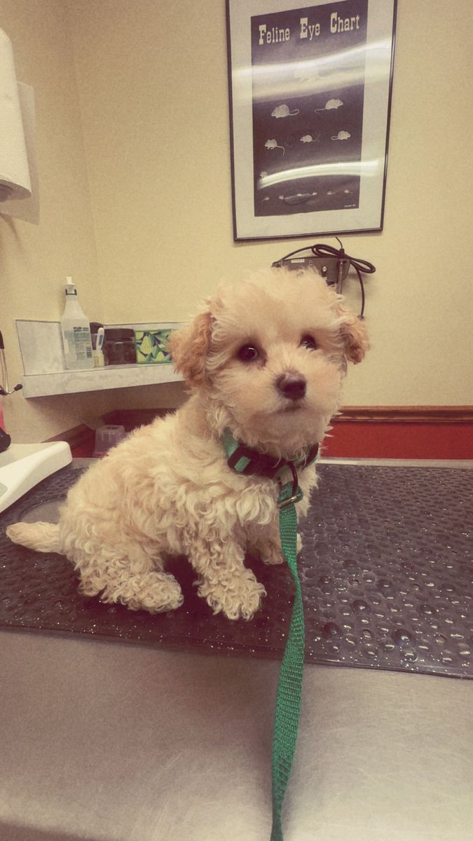 Maltipoo Puppies Maltese/ Mini Toy Poodle