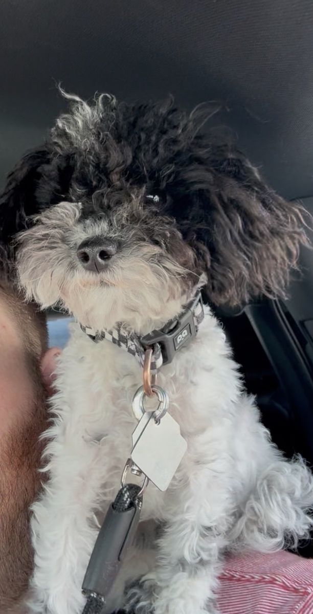 AKC Male Toy Poodle for sale