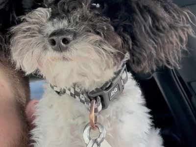 AKC Male Toy Poodle for sale