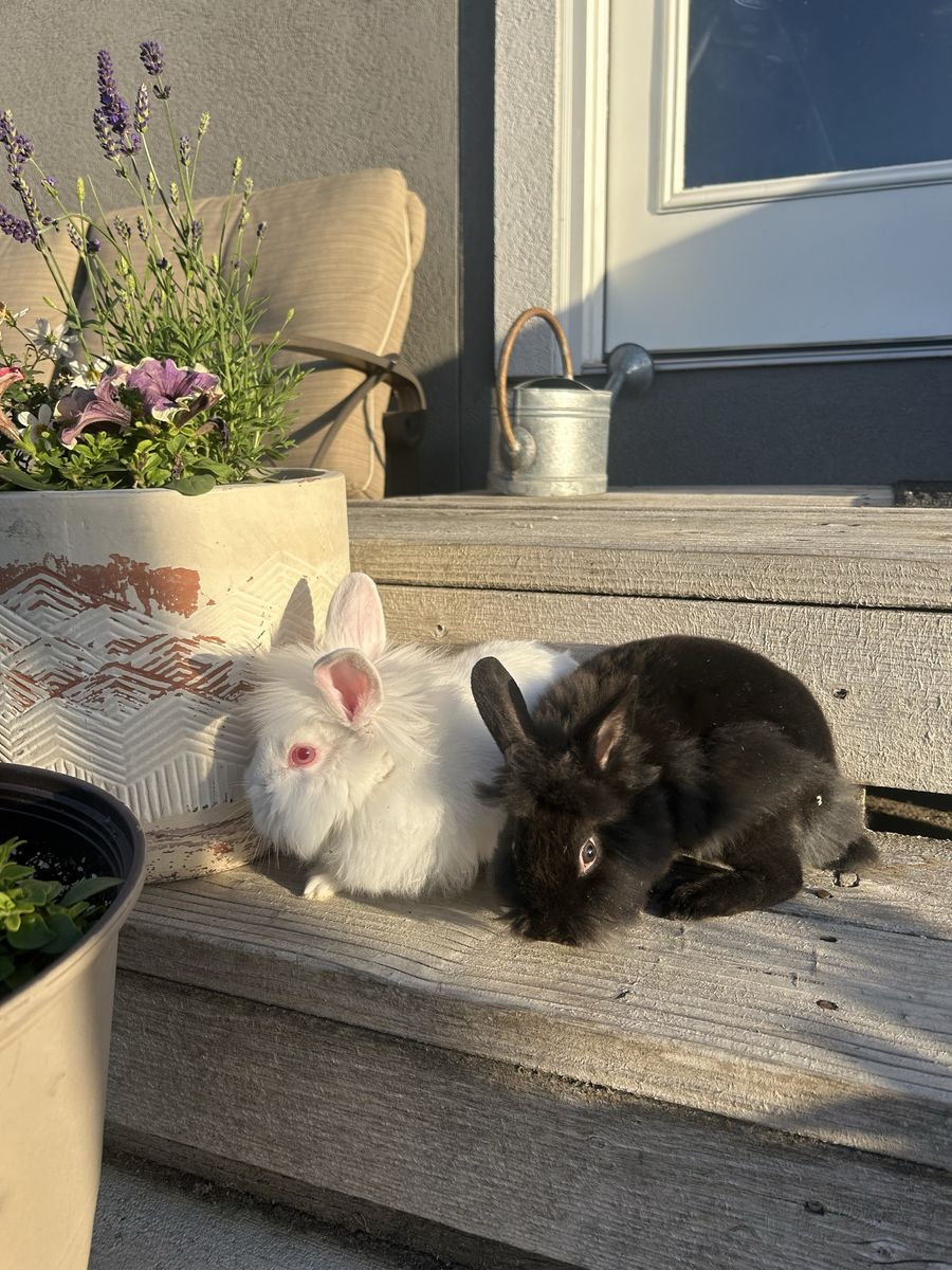2 lion head Rabbits & hutch
