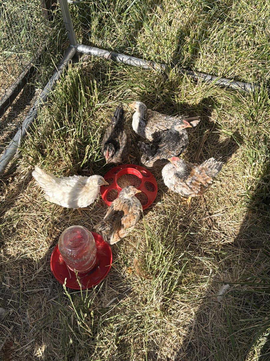 Serama Roosters