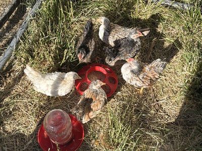 Serama Roosters