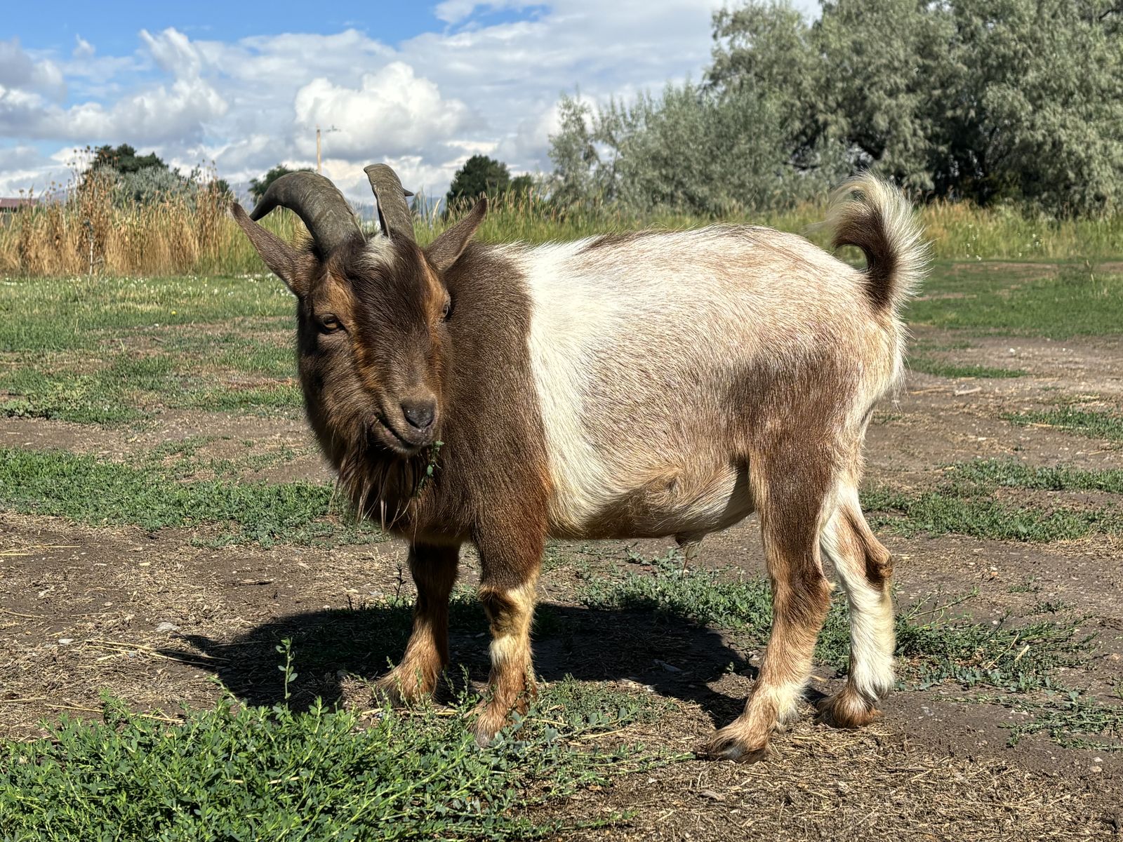 Proven Nigerian Dwarf  Buck For Lease